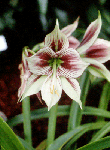 Another Hippeastrum.