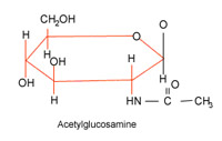 acetylglucosamine.