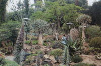 The Desert Garden